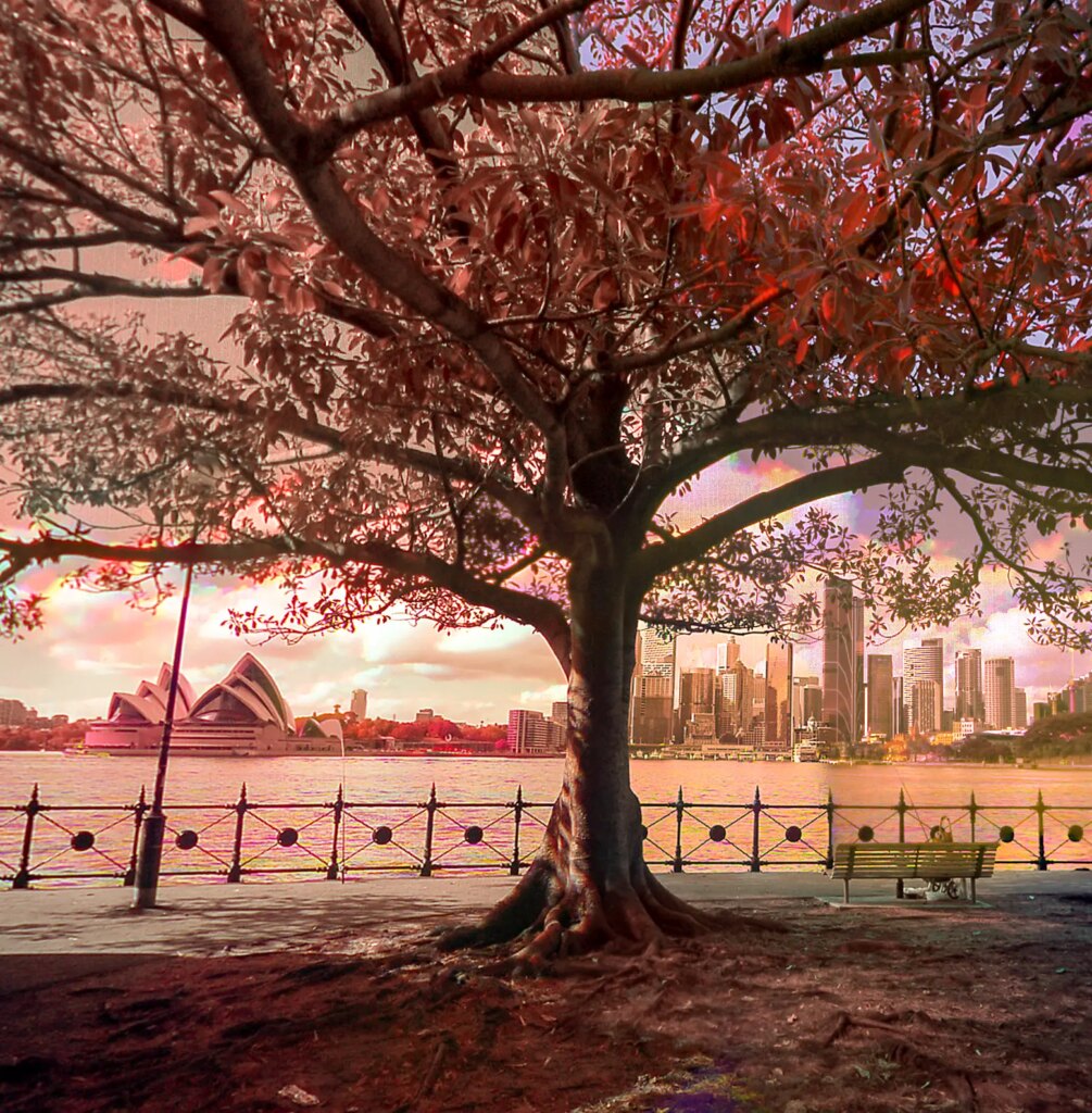 Infrared red photostitched collage of a fig on Sydney Harbour