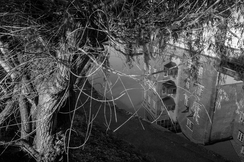 Tree & Canal