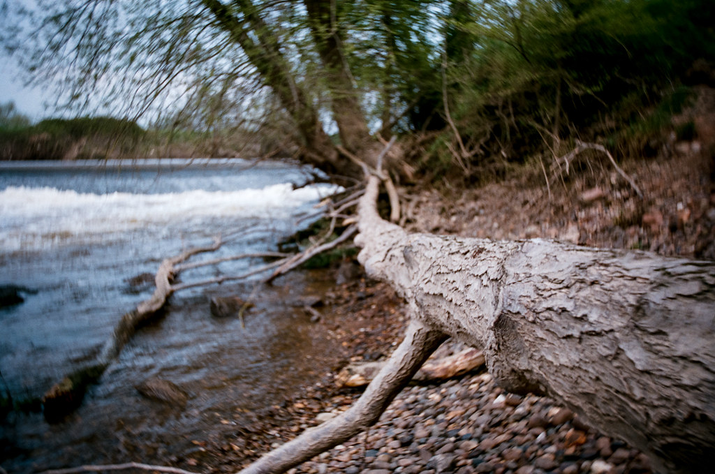 Fallen tree