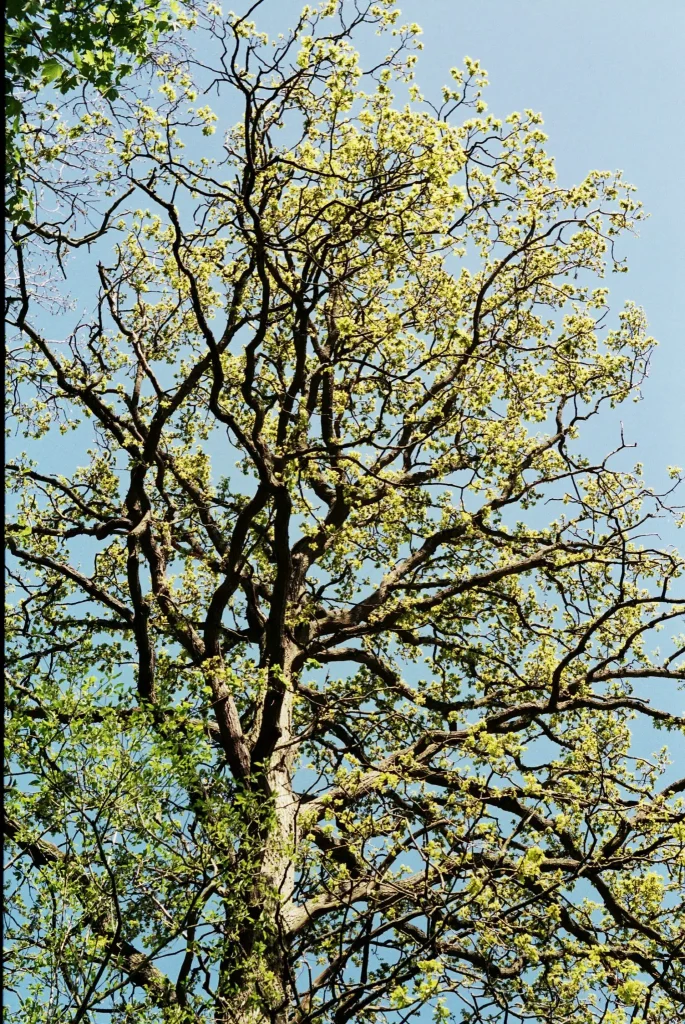 Trunk and Branch