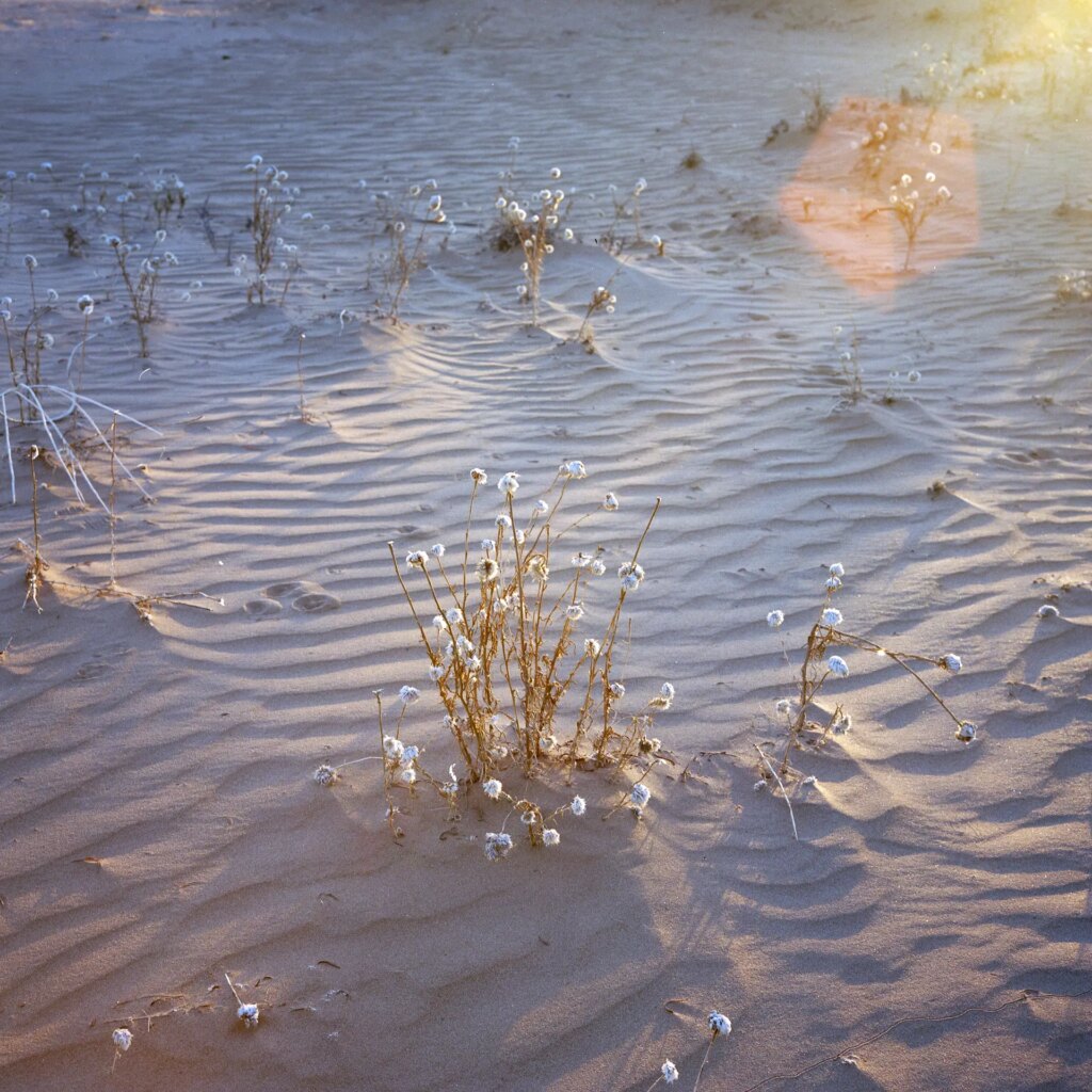 Small shrub on a sand dune