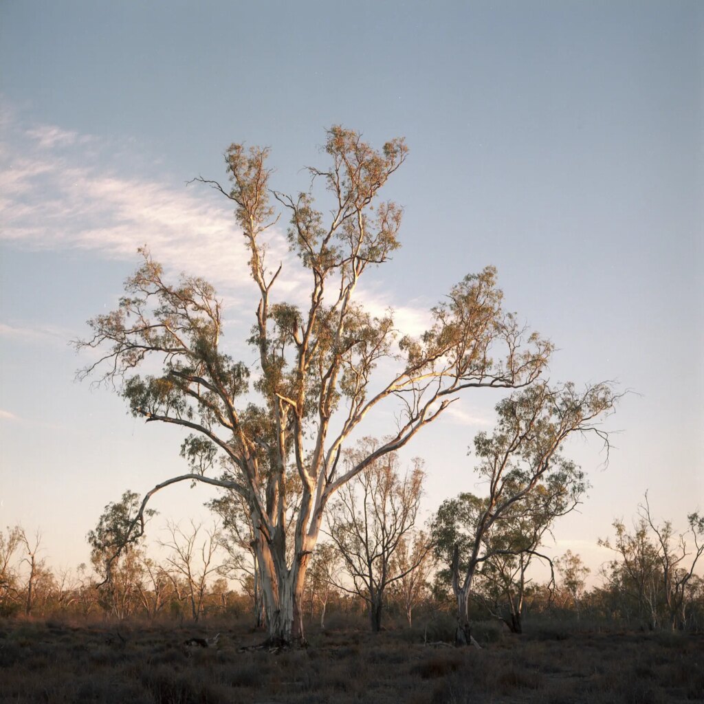 Gum trees