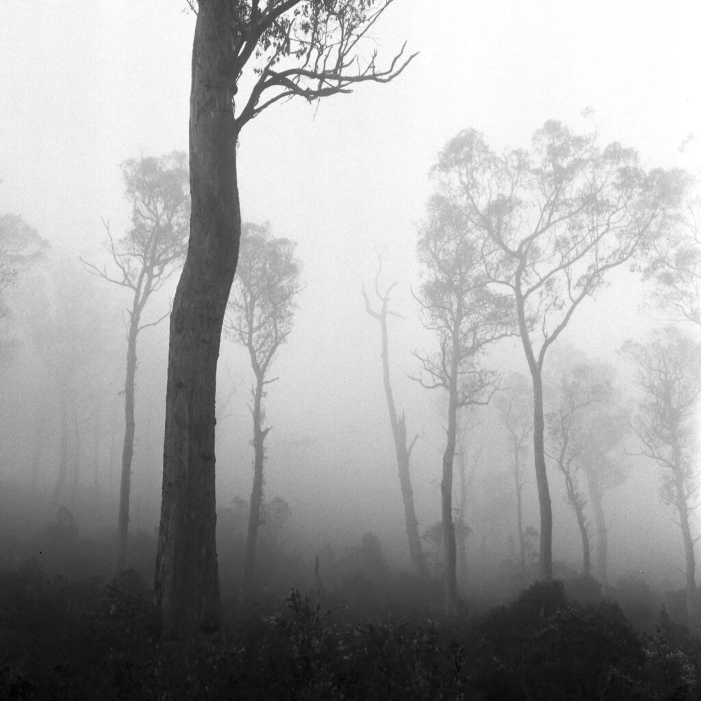 Trees in the mist