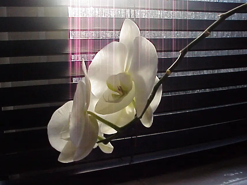 White orchids next to a window with blinds with purple lens flare streaks that look like special effects from Star Trek