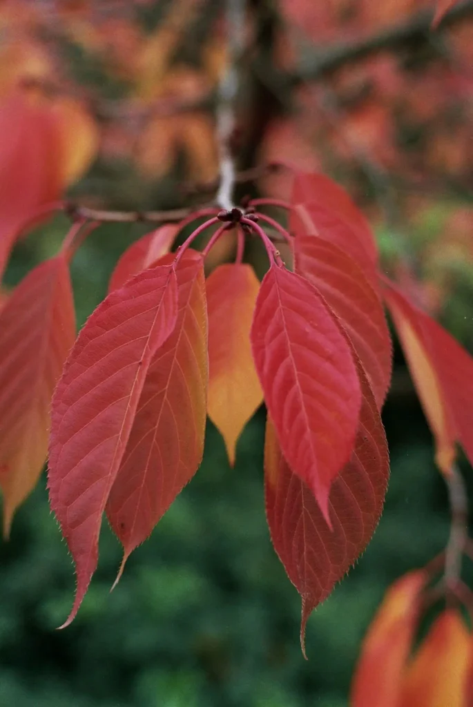 Autumn Cherry Leaves