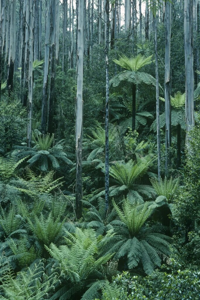 3 Mountain Ash (Eucalyptus regnans) and fern trees at Black Spur, East of Healesville, on Woiworung Country, Victoria. This area was apparently devastated by fire in February 2009. Nikon F801, AF-Nikkor 50mm F1.8. 1990.