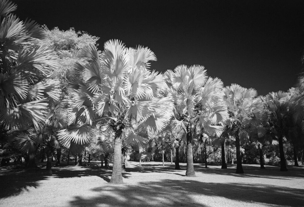 Bismarck Palms.