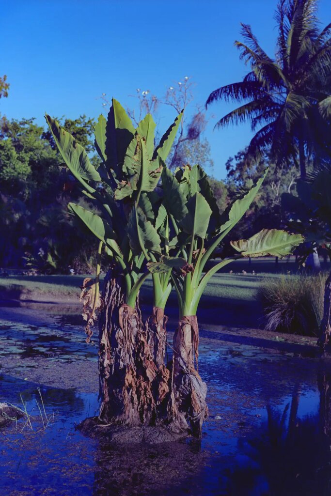 Swamp Arum. Ektar. F8. Fujinon 100.