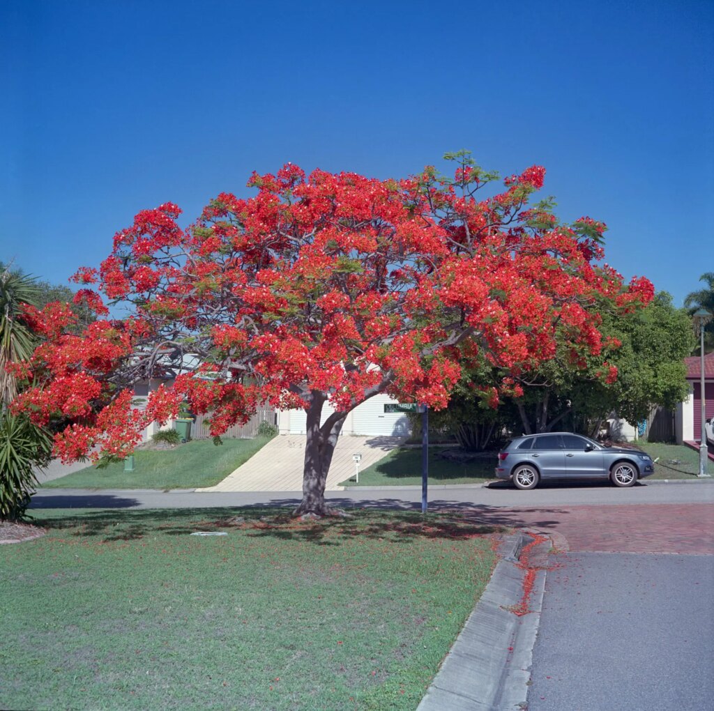 3 Suburban Poinciana in full bloom. Fuji Pro NS 160 with polarising filter. F11.