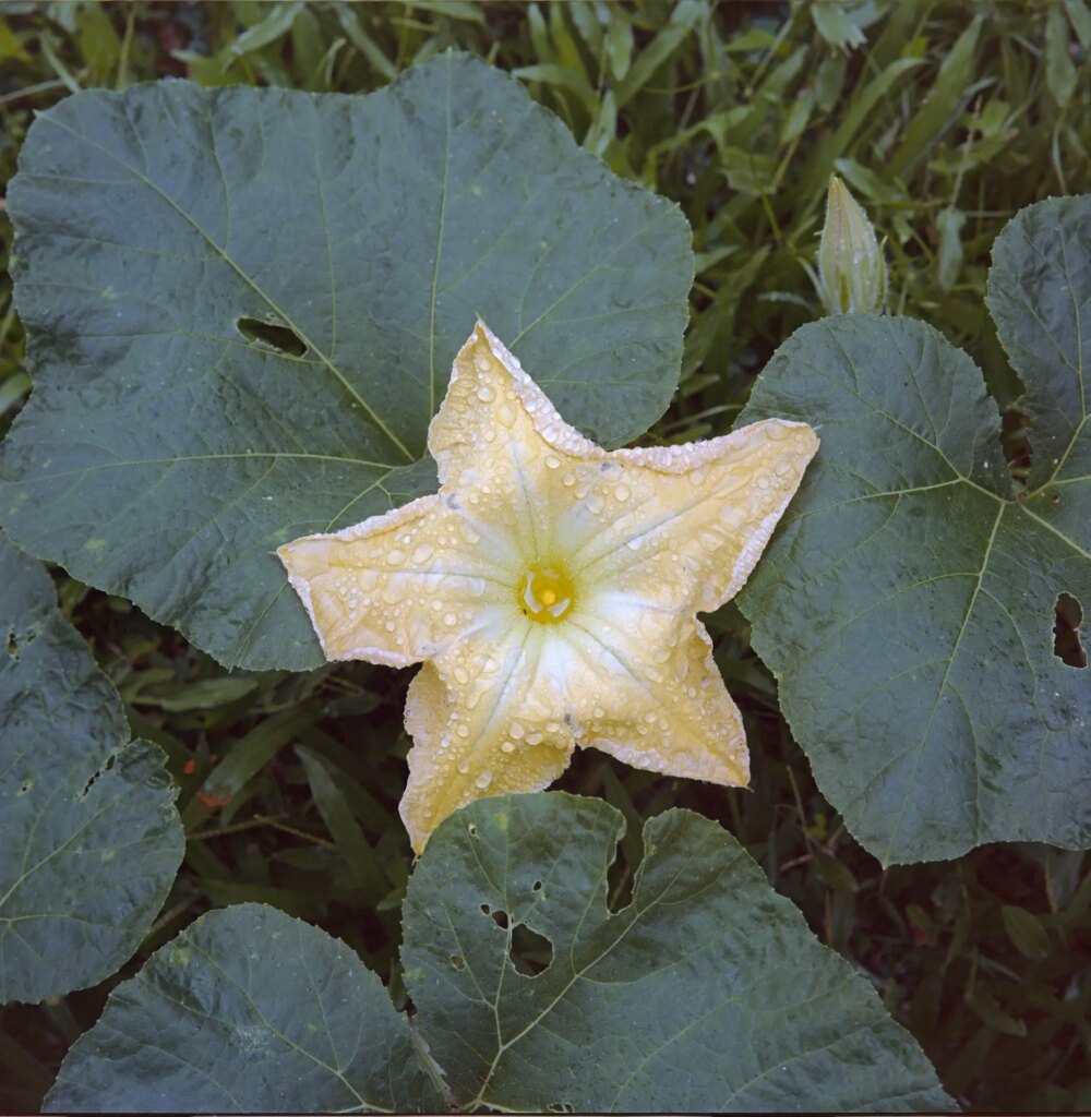3 Pumpkin flower. Mamiya 6MF and close-up lens. F16. Portra 160.