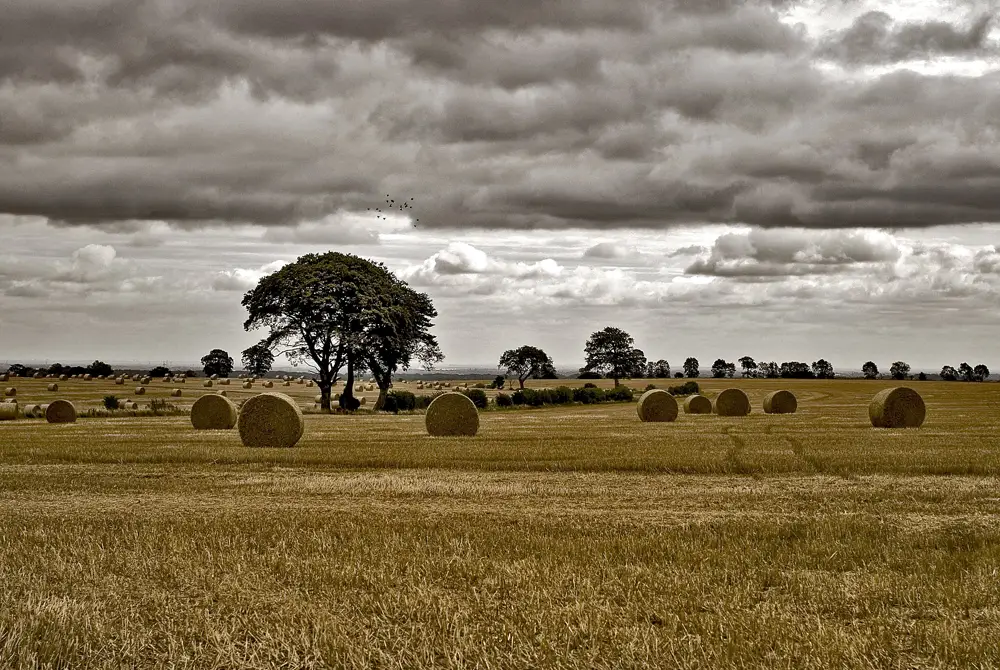 Haybails in a field