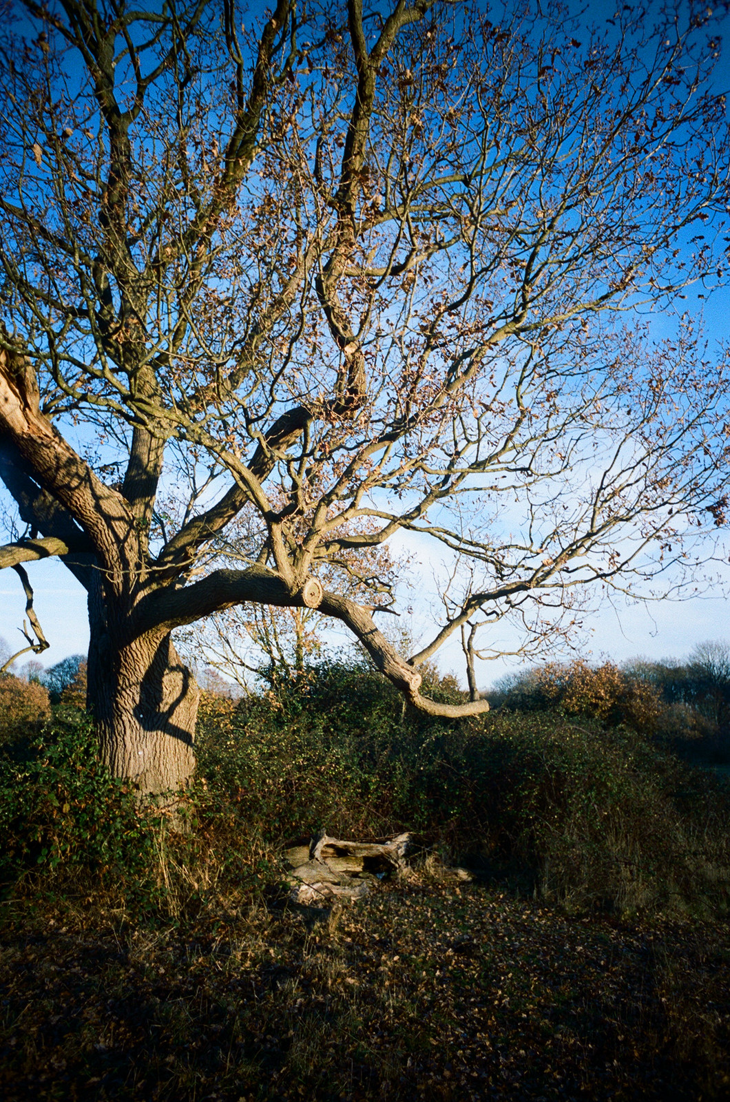 Tree in the winter sun