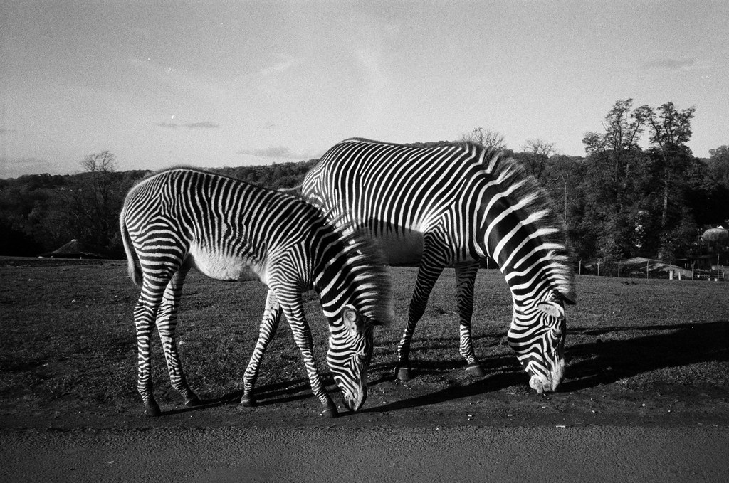 West Midlands Safari Park