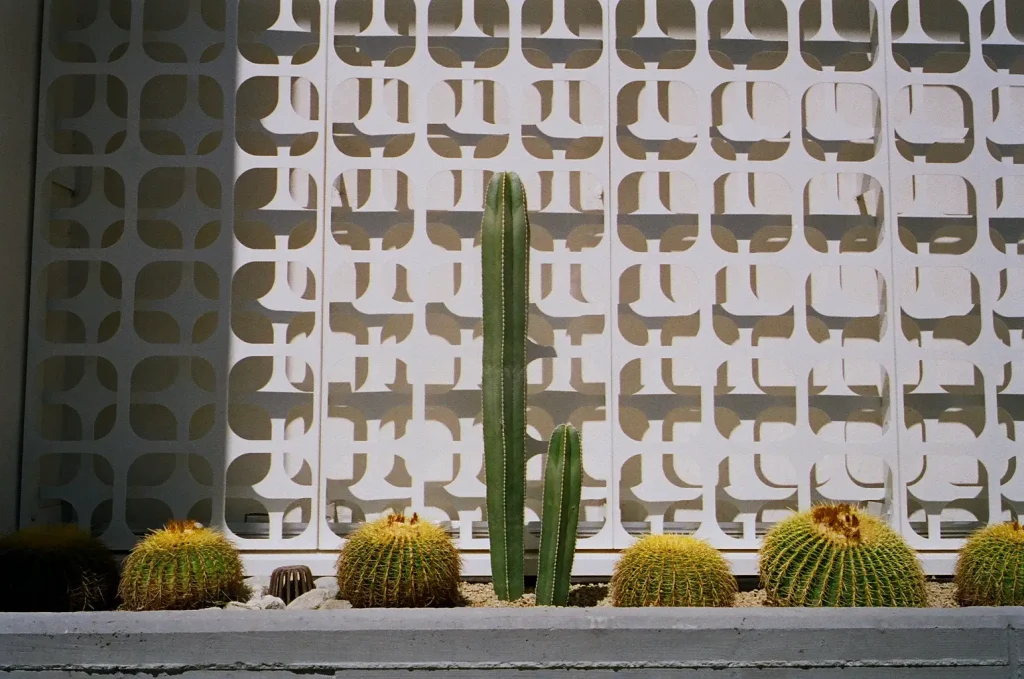 Photo of cacti in front of the Kimpton Rowan Hotel made with the Yashica T3 Super D