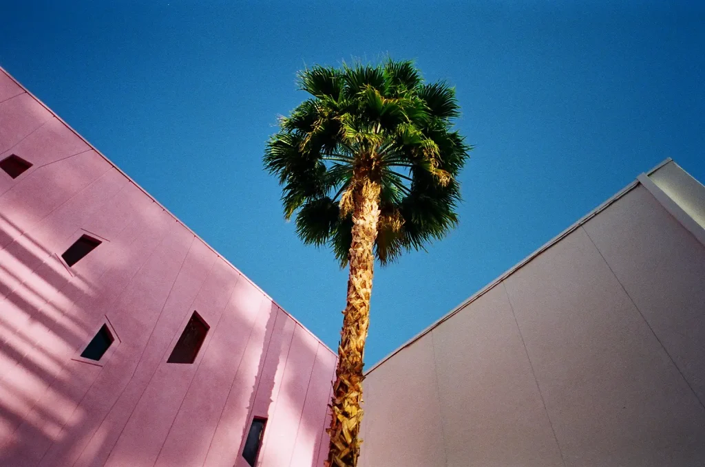 Photo of a palm tree in Palm Springs made with a Yashica T3 Super D