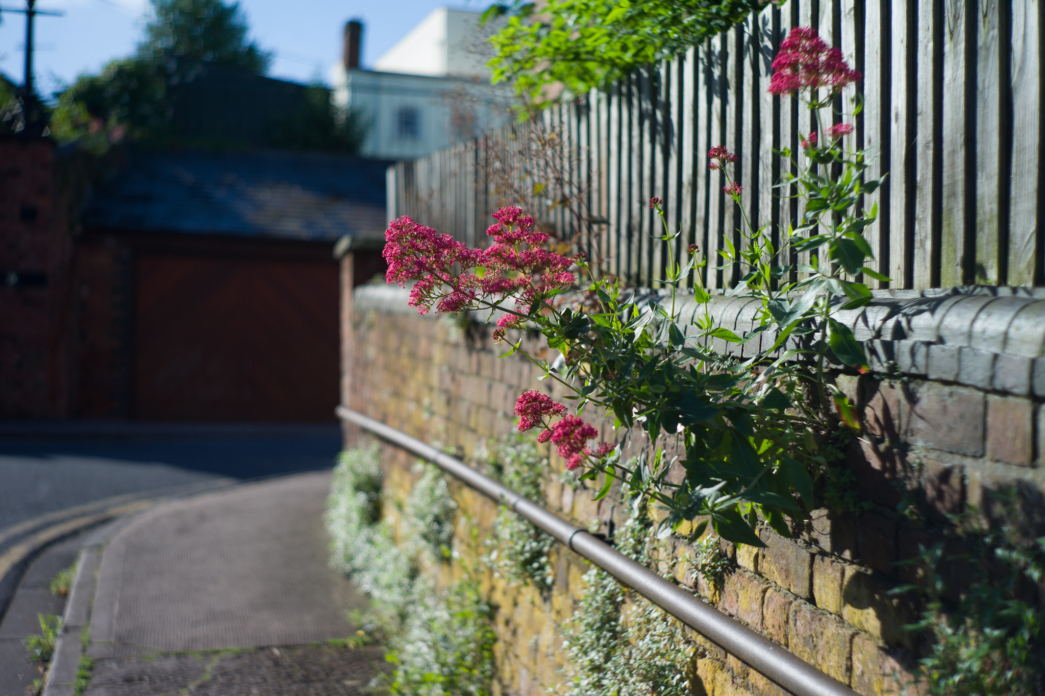 Wall flower