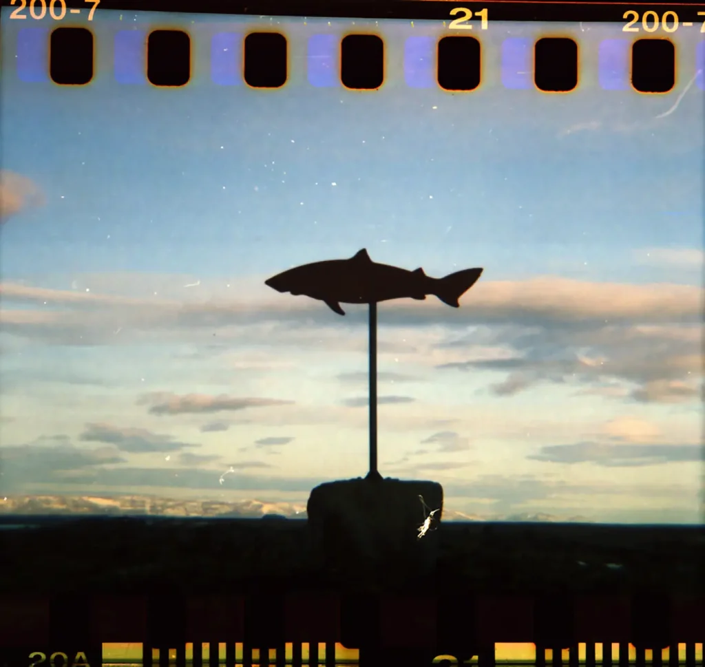 shark sign on a stick