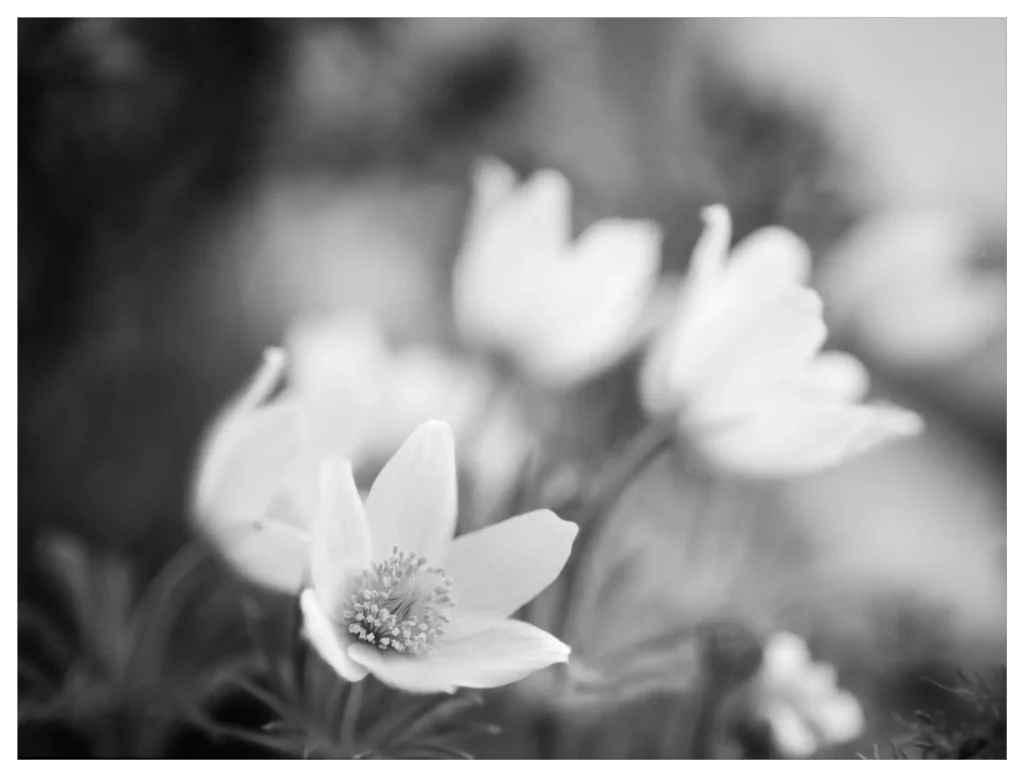 Pulsatilla flowers in black & white