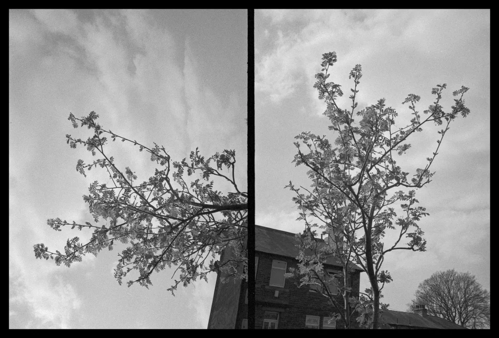 Two side-by-side images of a tree with house in the background