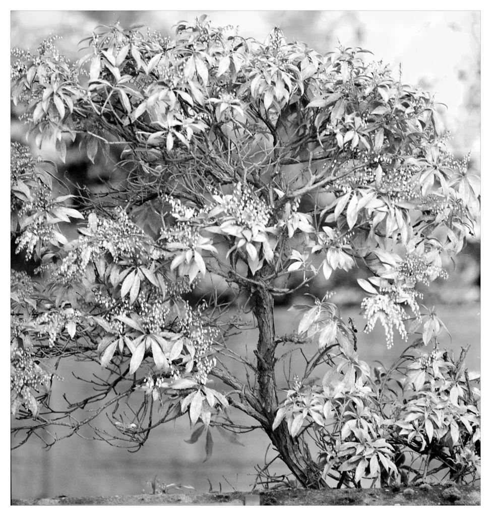 Black and white image of a flowering shrub.