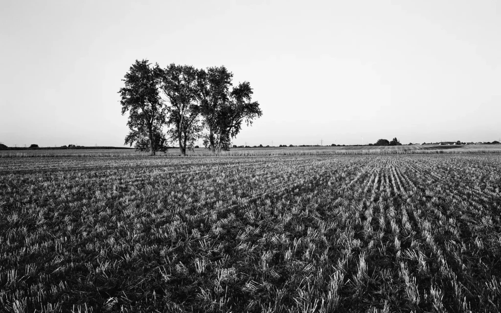 agricultural landscape with some trees standing in the distance