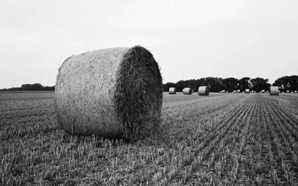 agricultural landscape with round bales of straw lying around