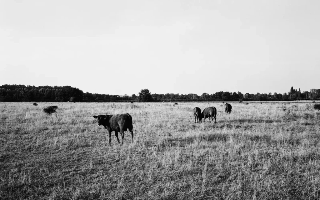 cows grazing in the meadow