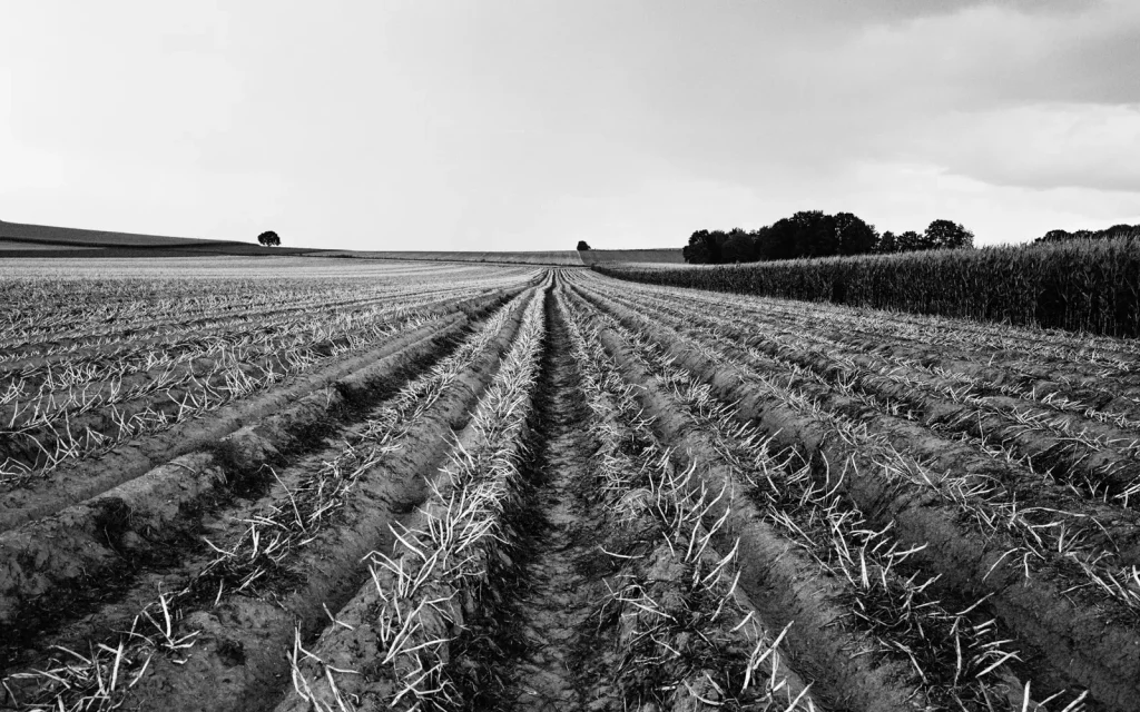 agricultural landscape with potato and corn fields