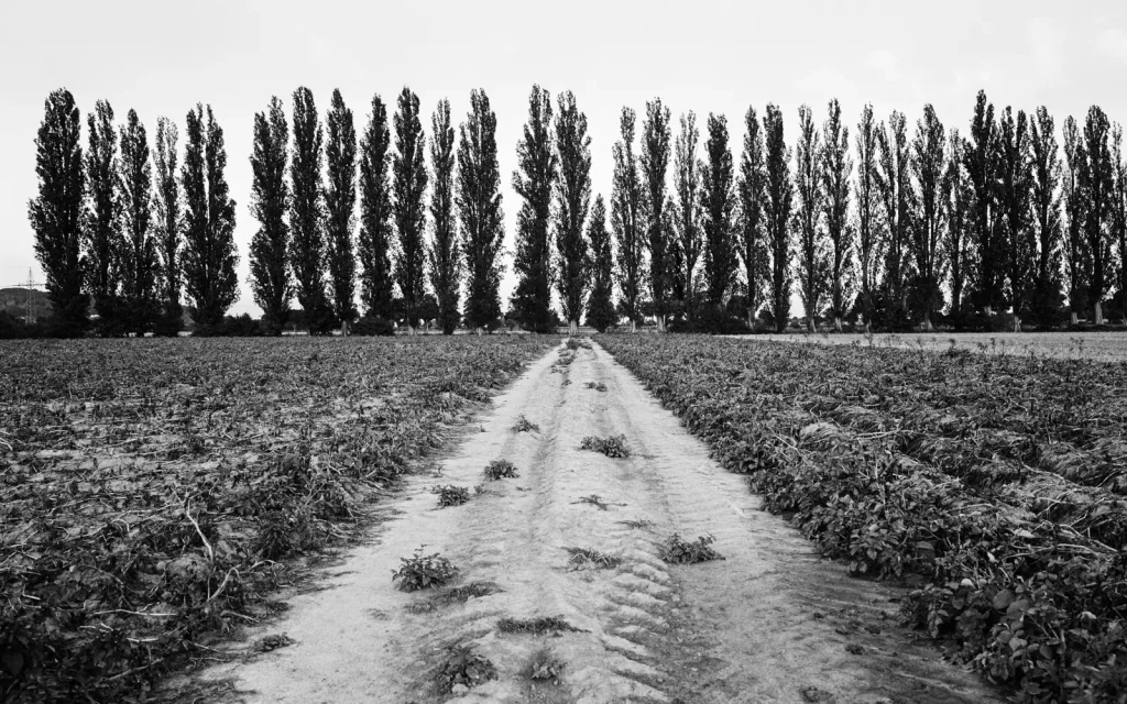 agricultural landscape with a row of tall poplar trees