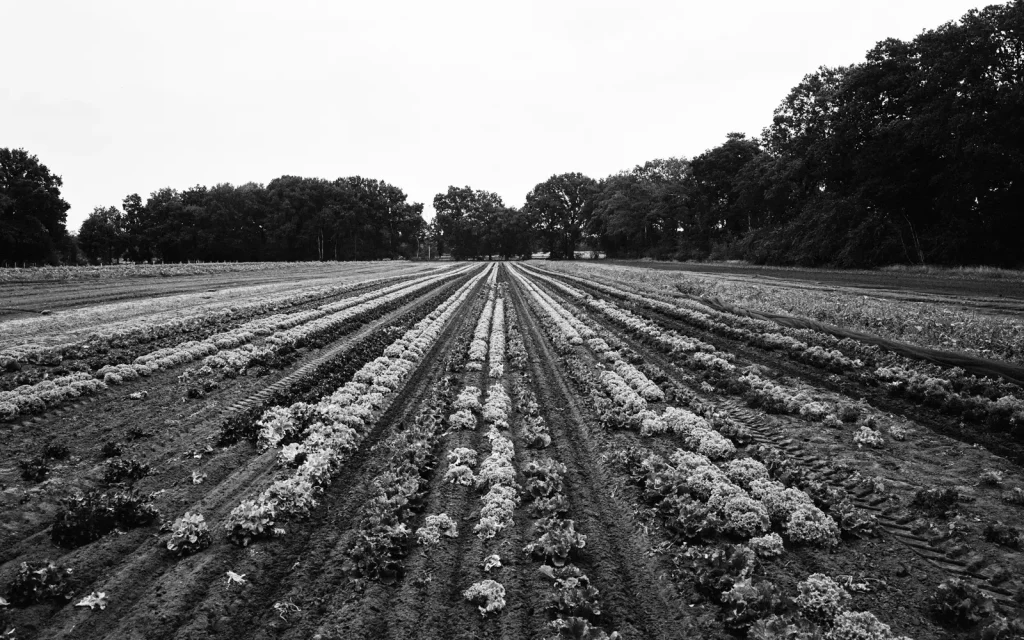 agricultural landscape with vegetable fields