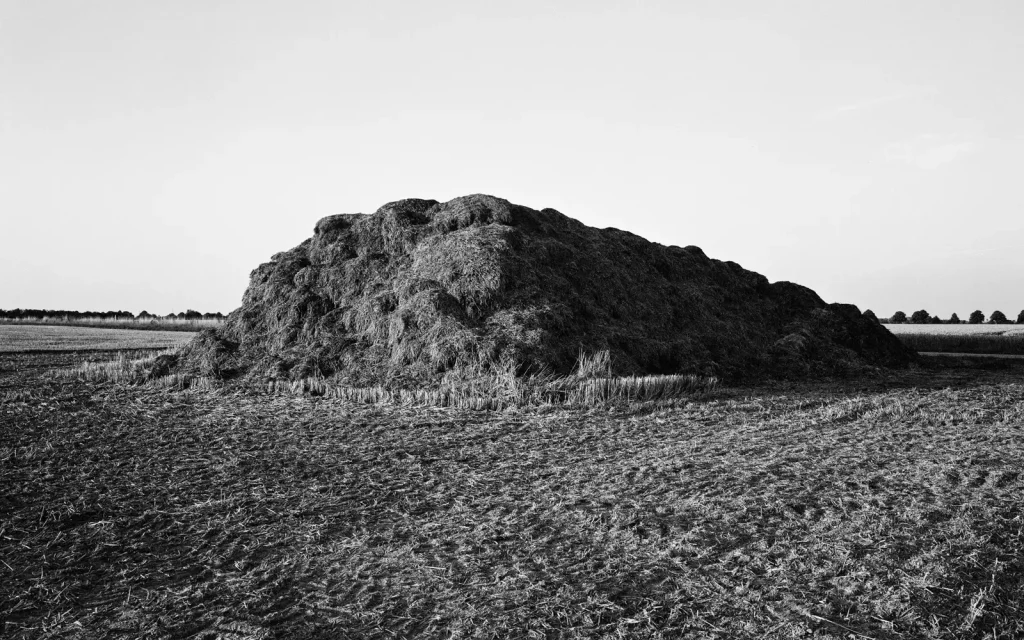 dung heap 