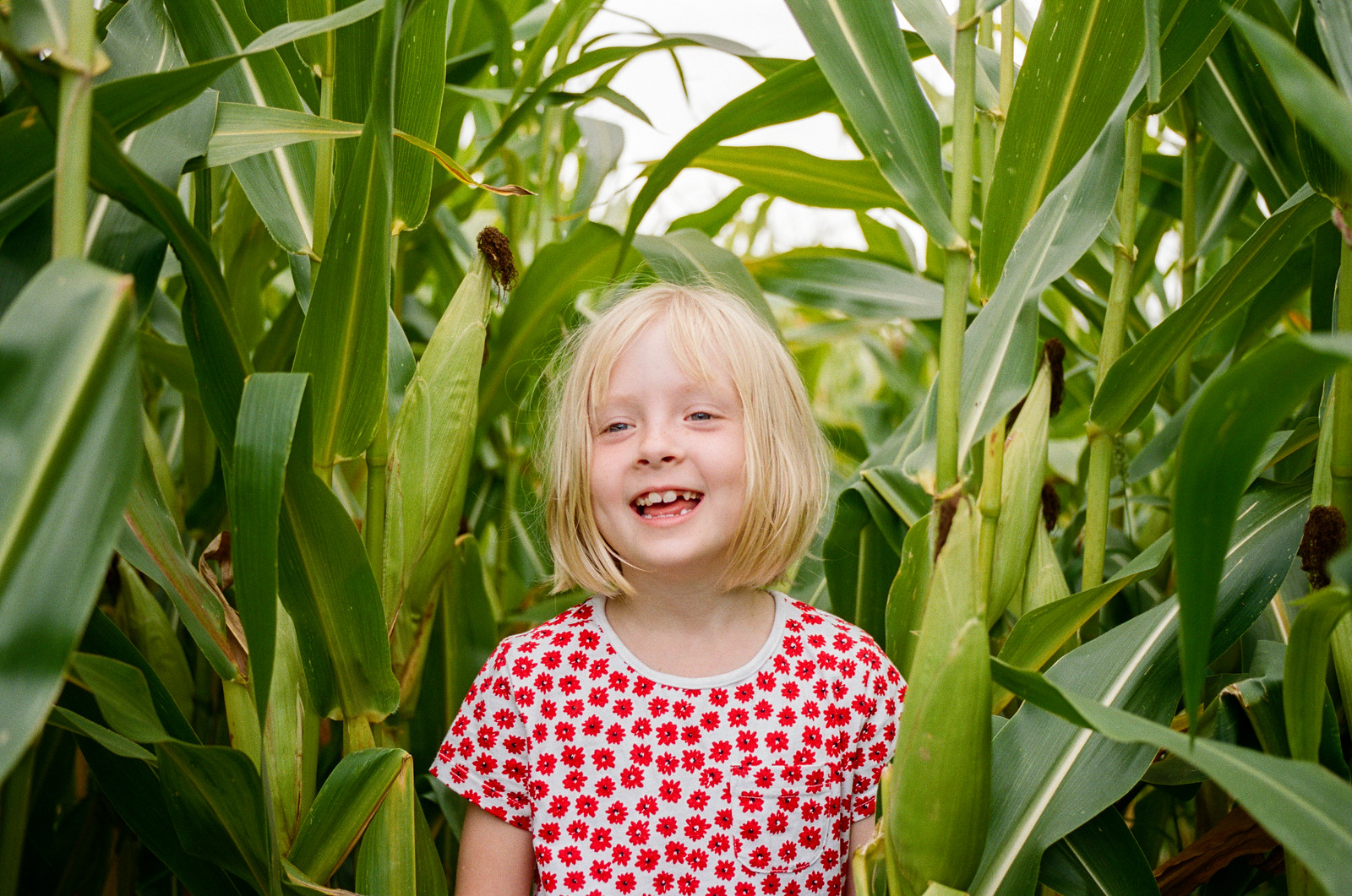 Maize Maze