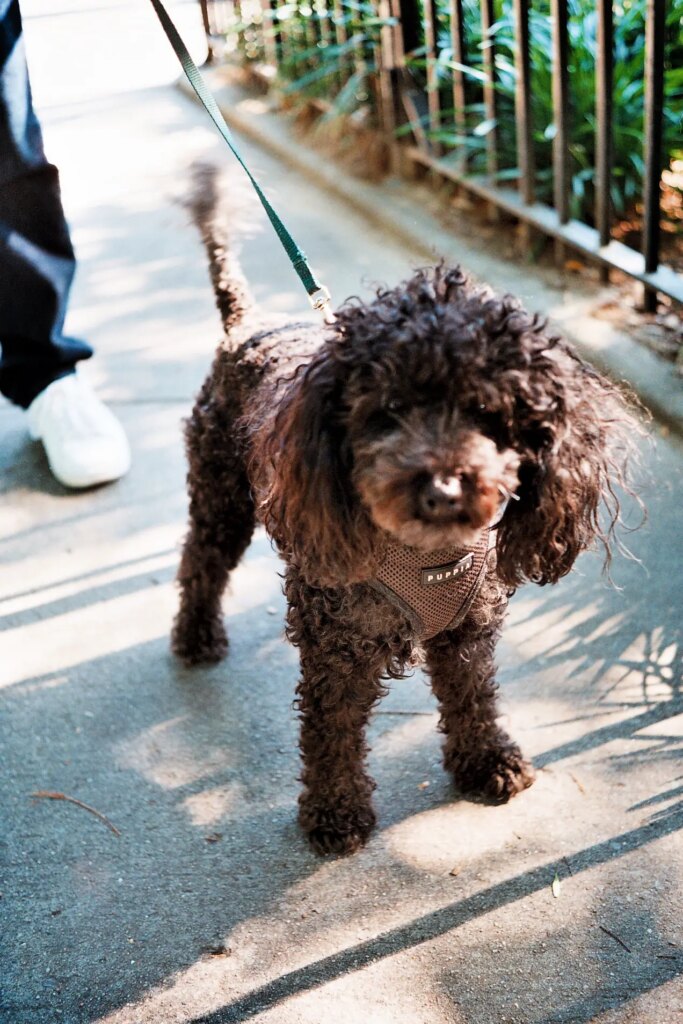 dog on the street in NYC