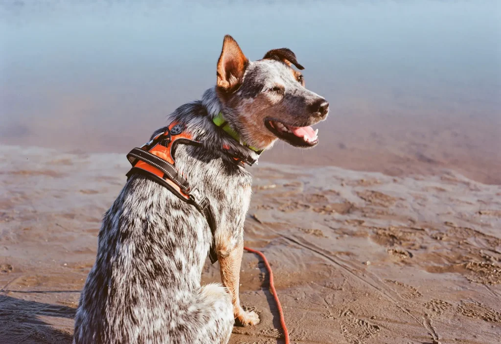 A dog sitting on the beach at the water line.