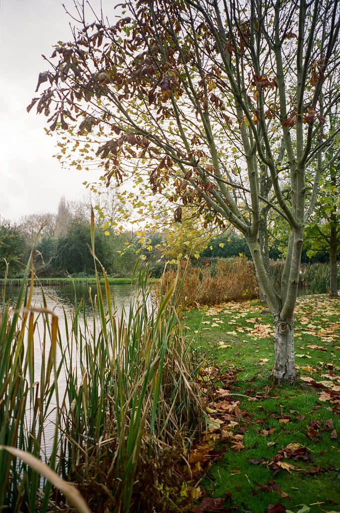 Autumn lake