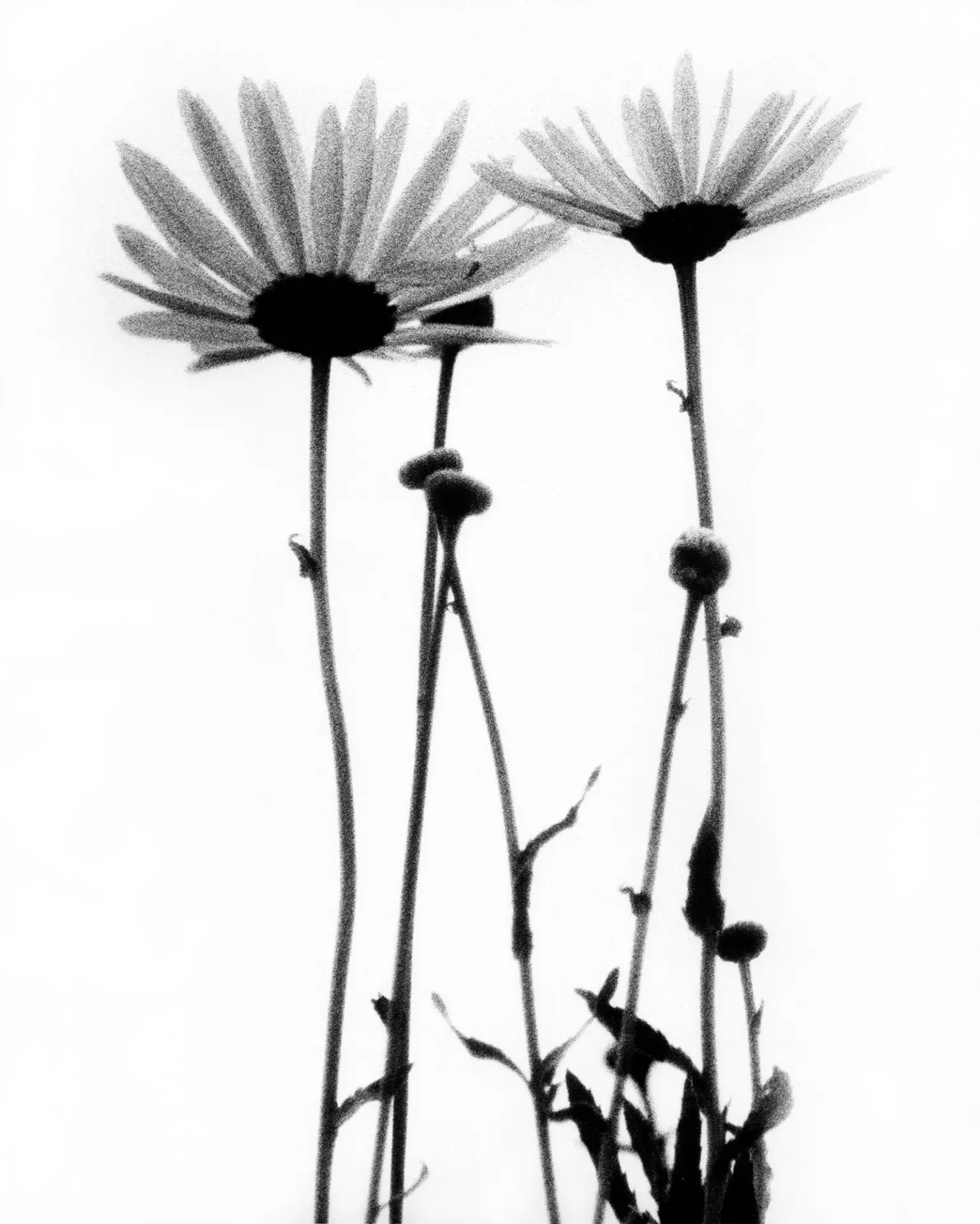 Three Daisies