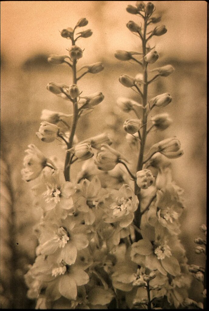 Reversal (positive) of a tall flowering plant