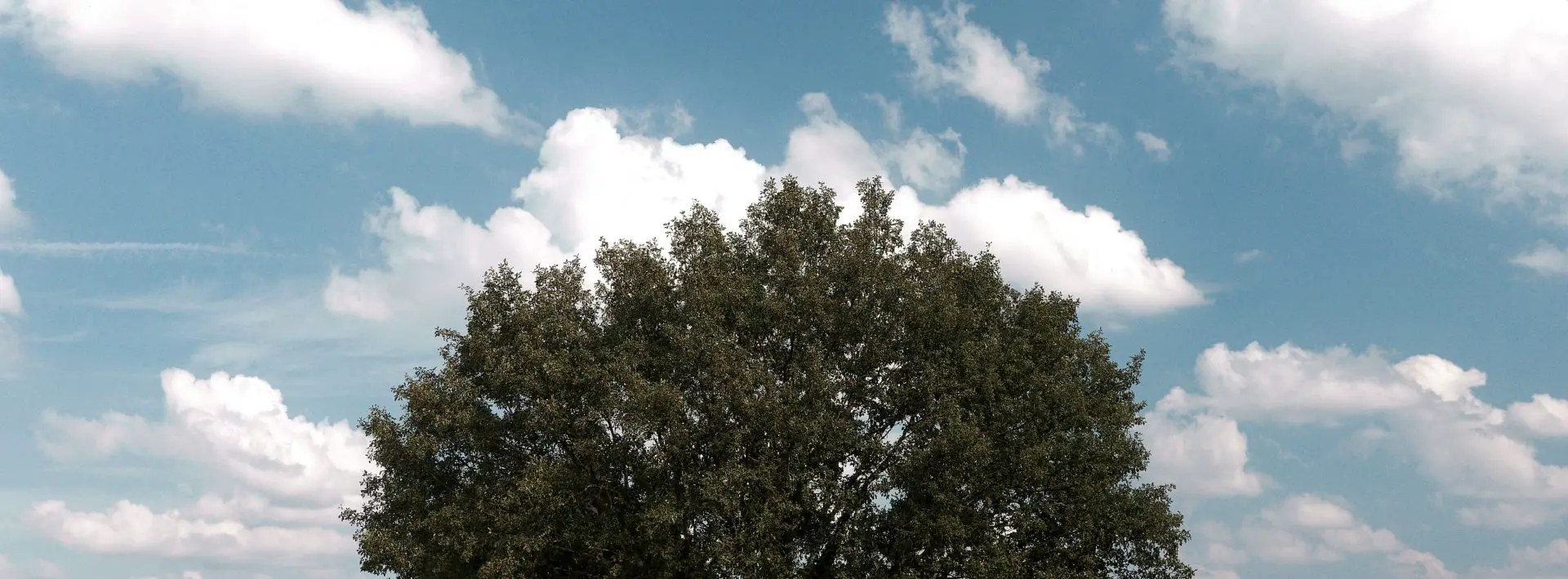 The head of a tree, standing free in a cloudy sky.