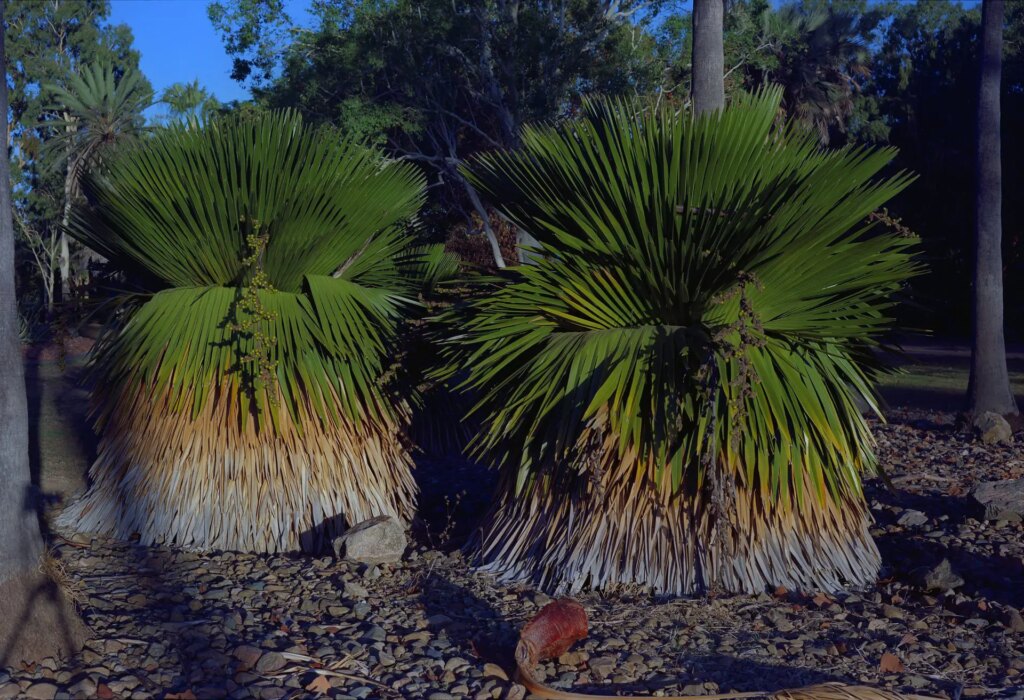 Spikey Palms. Ektar. F11.5. Fujinon 100.