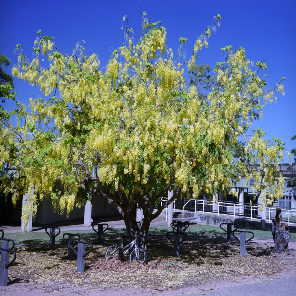 4 Cassia in full bloom. Fuji Pro NS 160 with polarising filter. F11.