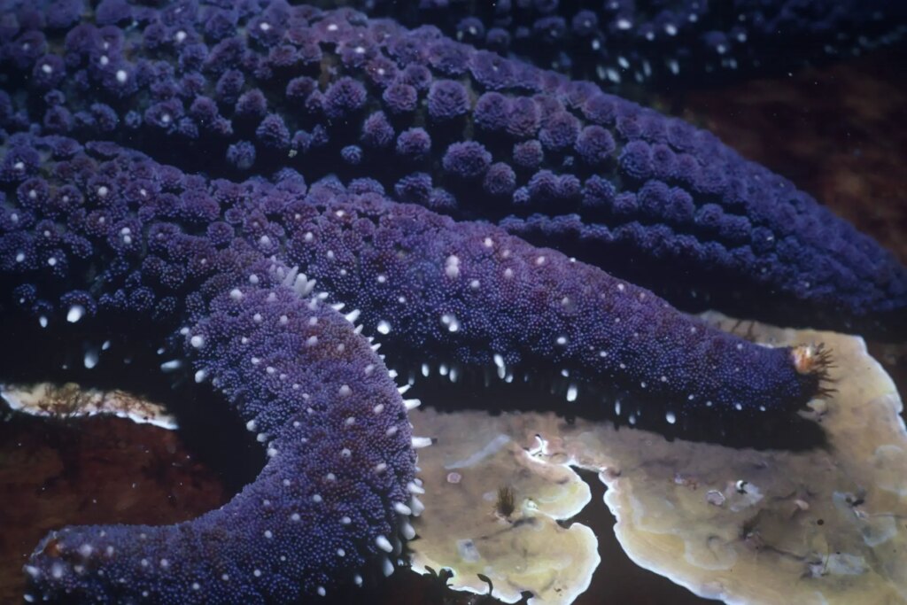 4 Coscinasterias calamaria starfish with branching arm. Port Philip Bay, Boonwurrung Country, Victoria. Nikonos III, 35mm lens with 1:3 macro kit and top-mounted flash. F16. 1990.