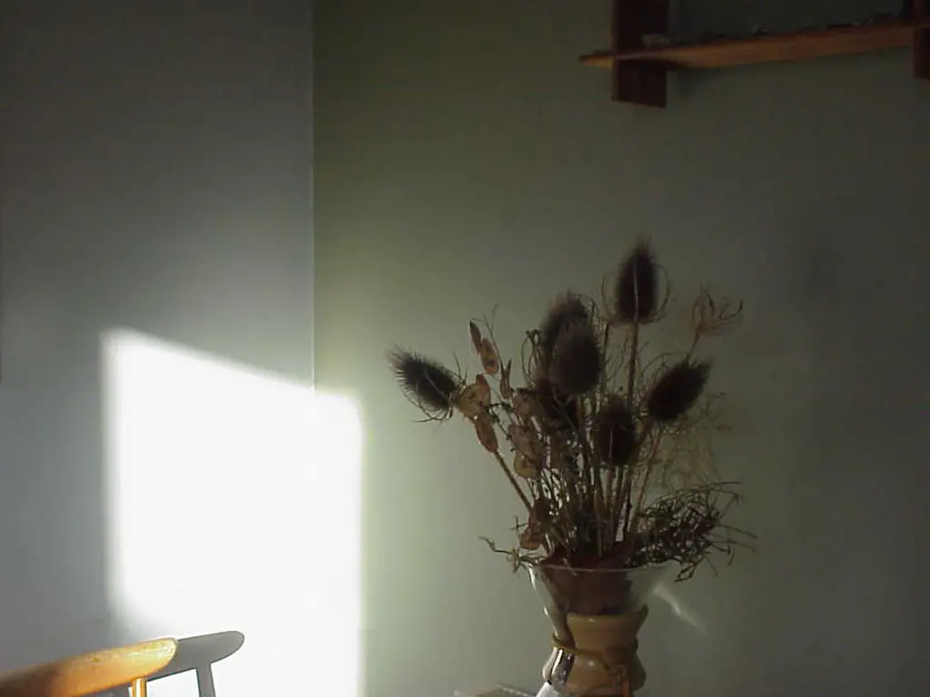 Bright window light on a wall next to a vase with dried flowers
