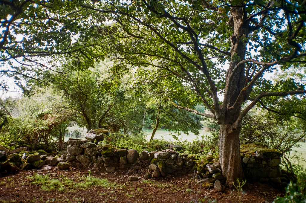 Wales trees Olympus mju ii