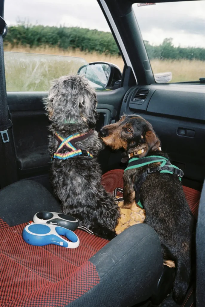 Two dogs lookout out of a car window
