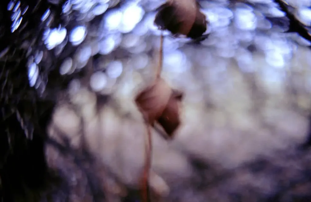 Dying autumn leaves hanging in a row from a tree.