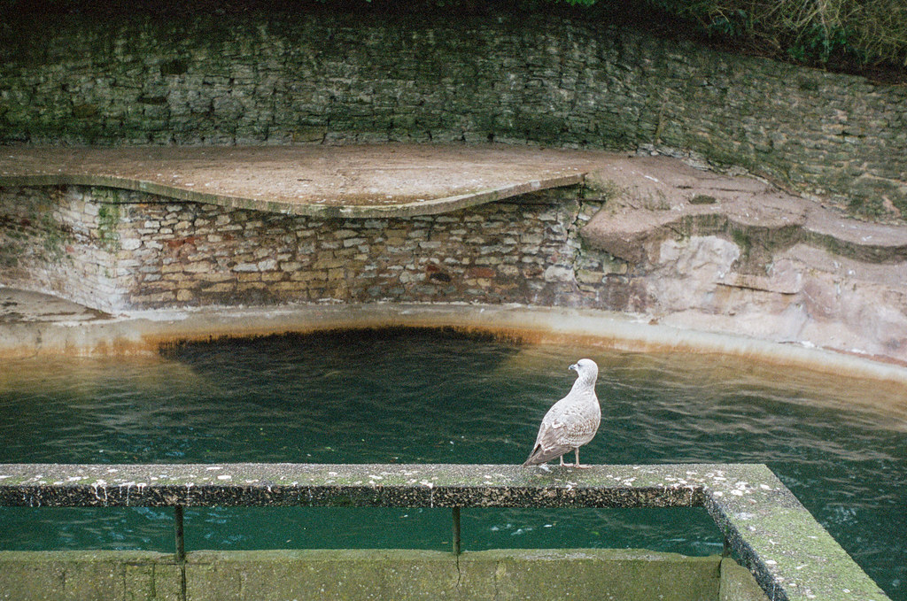 seagull at Dudley Zoo Dudley Zoo with the Leica iiia and 28mm Voigtlander lens