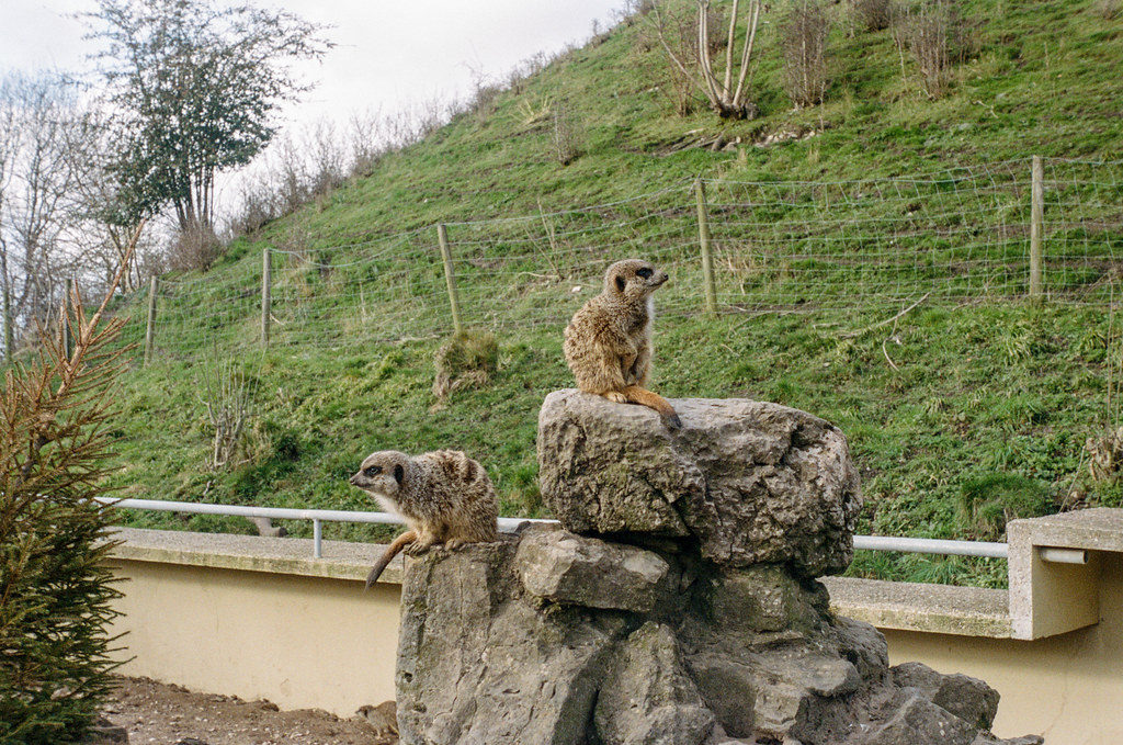 Animals at Dudley Zoo Dudley Zoo with the Leica iiia and 28mm Voigtlander lens