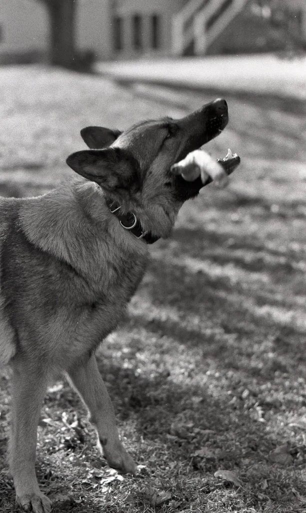 Leica M3 portrait of dog