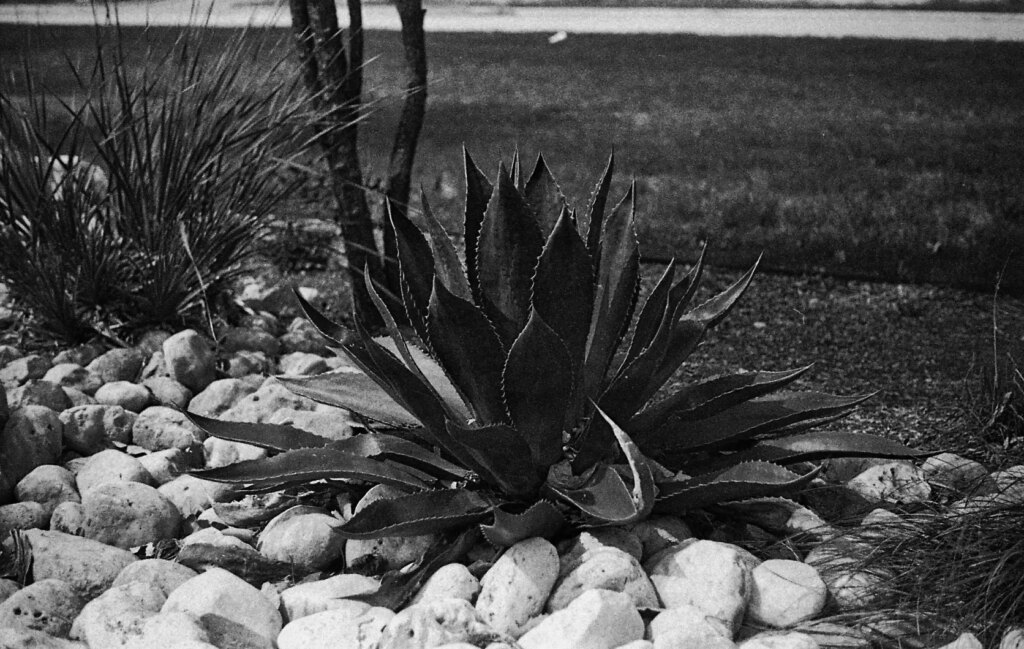 Lighter and higher-contrast image of a plant you don't want to hug