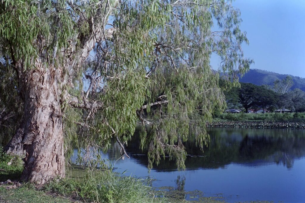 Melaleuca by river